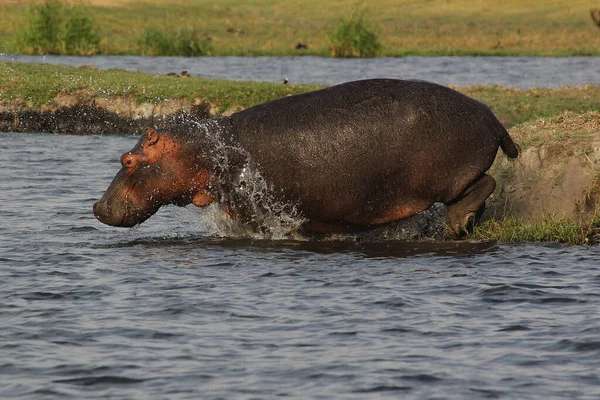 Hippopotamus Hippopotamus Amphibius Adult Chobe River Okavango Delta Botswana — Stock Photo, Image
