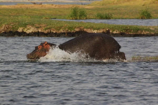 Hippopotamus Víziló Kétéltűek Felnőtt Chobe Folyóban Okavango Delta Botswanában — Stock Fotó