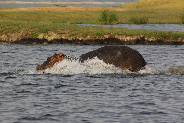 Hipopótamo Hipopótamo Anfíbio Adulto Rio Chobe Delta Okavango Botsuana — Fotografia de Stock