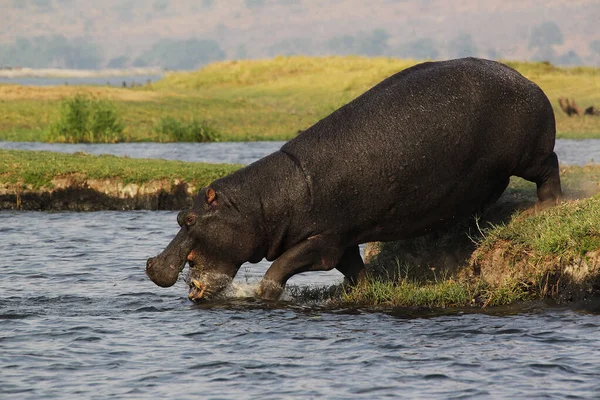 Hippopotamus Víziló Kétéltűek Felnőtt Chobe Folyóban Okavango Delta Botswanában — Stock Fotó