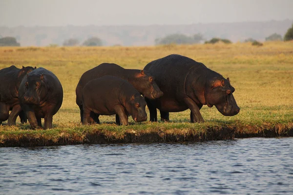 Hippopotame Hippopotame Amphibie Groupe Près Chobe River Delta Okavango Botswana — Photo