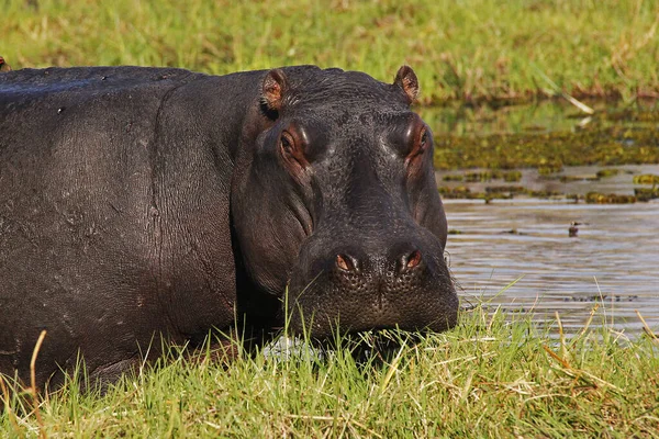 Hippopotamus Flodhäst Vuxen Chobe River Okavango Delta Botswana — Stockfoto