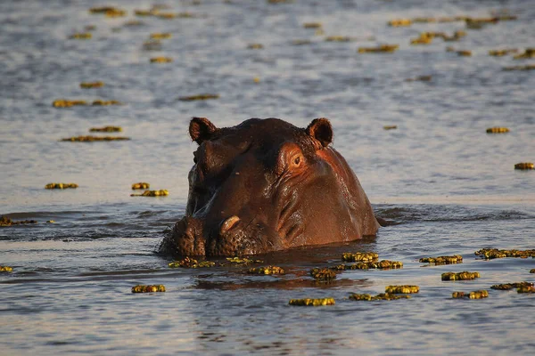 Hippopotame Hippopotame Amphibie Adulte Debout Dans Eau Rivière Khwai Réserve — Photo