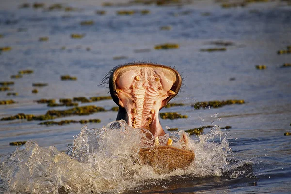 Kuda Nil Kuda Nil Amphibius Dewasa Dengan Mulut Terbuka Lebar — Stok Foto