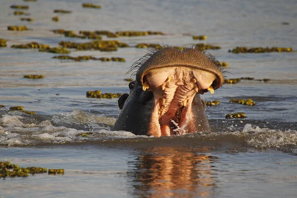 Гиппопотамы Амфибии Бегемота Взрослые Открытым Ртом Угроза Река Квай Заповедник — стоковое фото