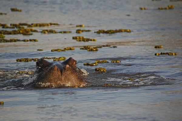 Hippopotame Hippopotame Amphibie Adulte Debout Dans Eau Rivière Khwai Réserve — Photo