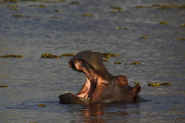 Hipopótamo Anfibio Hipopótamo Adulto Con Boca Abierta Amenaza Exhibición Río —  Fotos de Stock