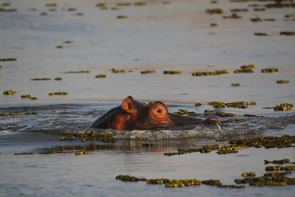 Hipopótamo Hipopótamo Anfíbio Adulto Água Rio Khwai Reserva Moremi Delta — Fotografia de Stock