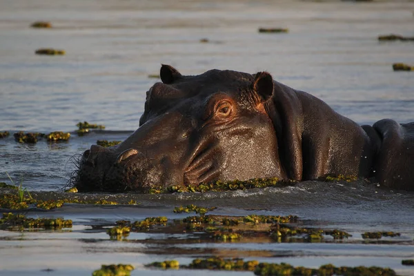 Hippopotamus Hippopotamus Amphibius Adult Standing Water Khwai River Moremi Reserve — стокове фото