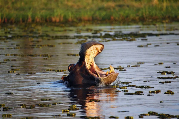 カバ両生類 口の広い開いている大人 脅威の表示 クワイ川 モレミ保護区 ボツワナのオカバンゴデルタ — ストック写真