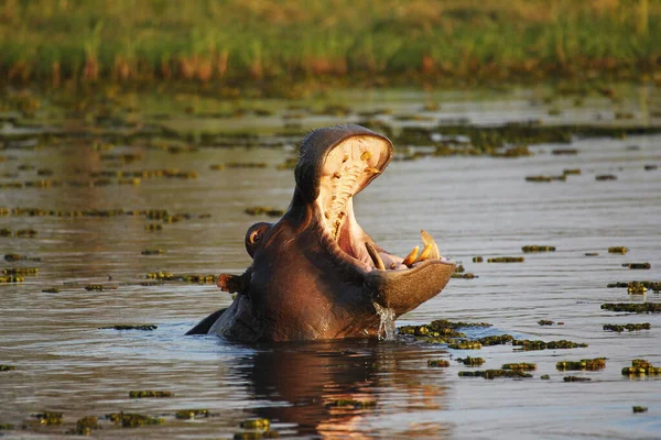 Hippopótamo Hipopótamo Anfíbio Adulto Com Boca Aberta Exposição Ameaças Rio — Fotografia de Stock