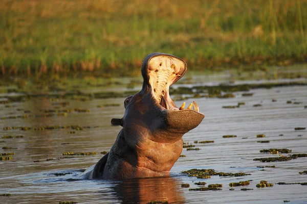 河马两栖动物 大口成虫 威胁性展示 克瓦伊河 莫雷米保护区 博茨瓦纳奥卡万戈三角洲 — 图库照片