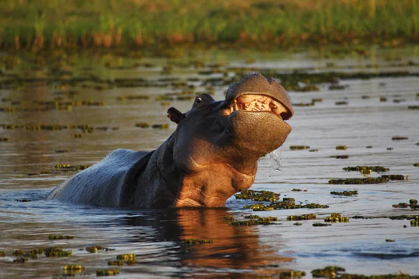 Hipopótamo Anfibio Hipopótamo Adulto Con Boca Abierta Amenaza Exhibición Río —  Fotos de Stock