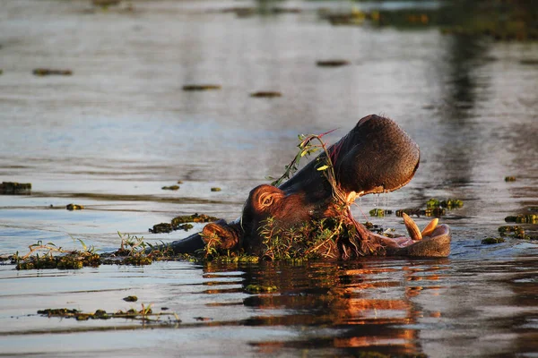 カバ両生類 口の広い開いている大人 脅威の表示 クワイ川 モレミ保護区 ボツワナのオカバンゴデルタ — ストック写真