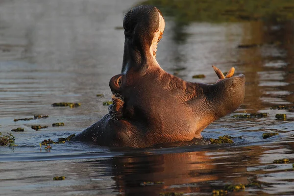 Hipopotam Hipopotam Amfibia Dorosły Szeroko Otwartymi Ustami Wyświetlacz Zagrożeń Rzeka — Zdjęcie stockowe