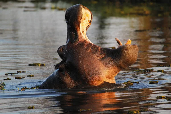 Hippopotamus Víziló Kétéltűek Felnőtt Szájjal Veszélykijelző Khwai Folyó Moremi Rezervátum — Stock Fotó