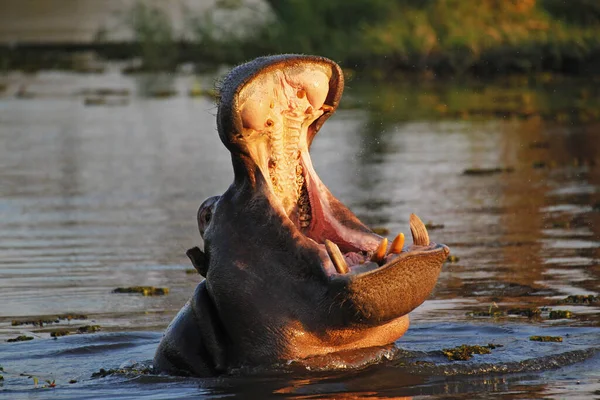 Hippopotamus Víziló Kétéltűek Felnőtt Szájjal Veszélykijelző Khwai Folyó Moremi Rezervátum — Stock Fotó
