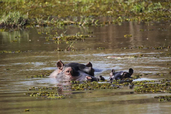 Hipopótamo Anfibio Hipopótamo Madre Ternera Pie Agua Río Khwai Reserva —  Fotos de Stock