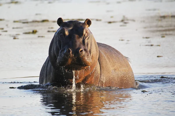 Hippopotamus Víziló Kétéltűek Vízben Álló Felnőtt Khwai Folyó Moremi Rezervátum — Stock Fotó