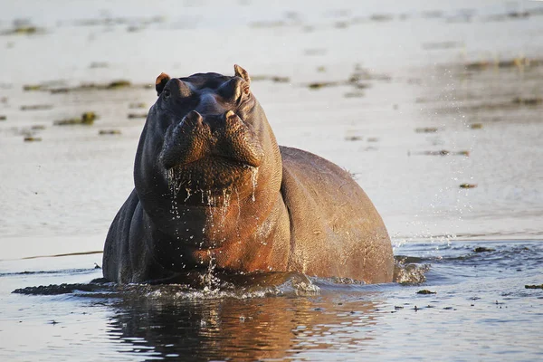 Hippopotamus Hipopotam Amfibi Suda Duran Yetişkin Khwai Nehri Moremi Rezervi — Stok fotoğraf