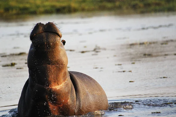 Hippopotamus Hippopotamus Amphibius Adult Standing Water Khwai River Moremi Reserve — Stock Photo, Image