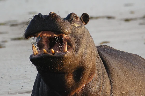 Hippopotamus Hippopotamus Amphibius Adult Mouth Wide Open Threat Display Khwai — Φωτογραφία Αρχείου