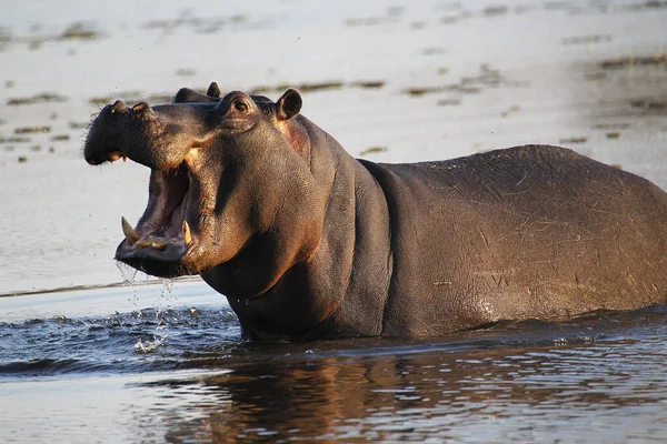 Hipopótamo Anfibio Hipopótamo Adulto Con Boca Abierta Amenaza Exhibición Río — Foto de Stock