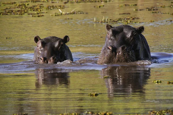 Hipopótamo Anfibio Hipopótamo Adultos Pie Agua Río Khwai Reserva Moremi —  Fotos de Stock