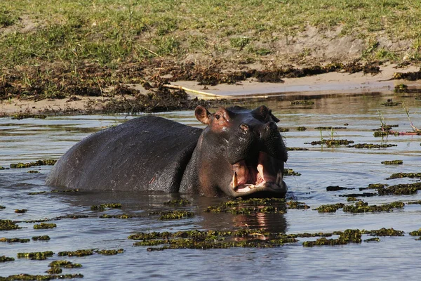 Hipopótamo Anfibio Hipopótamo Adulto Con Boca Abierta Amenaza Exhibición Río — Foto de Stock