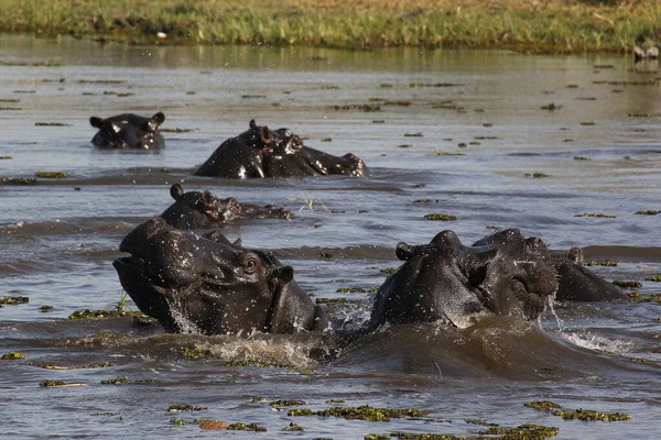Hippopotame Hippopotame Amphibie Groupe Debout Dans Eau Rivière Khwai Réserve — Photo