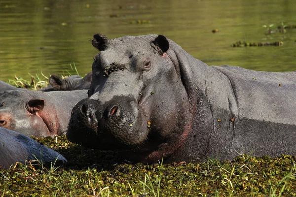 Hipopótamo Anfibio Hipopótamo Grupo Pie Agua Río Khwai Reserva Moremi —  Fotos de Stock