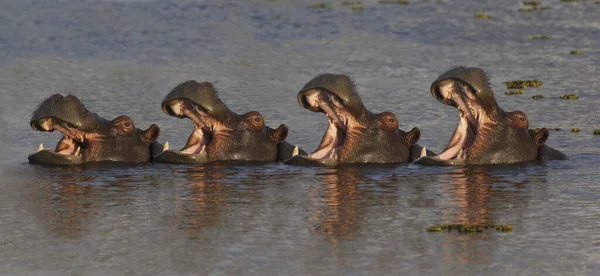 河马两栖动物 大口成虫 威胁性展示 克瓦伊河 莫雷米保护区 博茨瓦纳奥卡万戈三角洲 — 图库照片