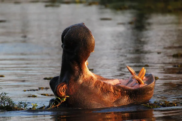Nilpferd Nilpferd Amphibie Erwachsener Mit Weit Geöffnetem Maul Bedrohung Khwai — Stockfoto