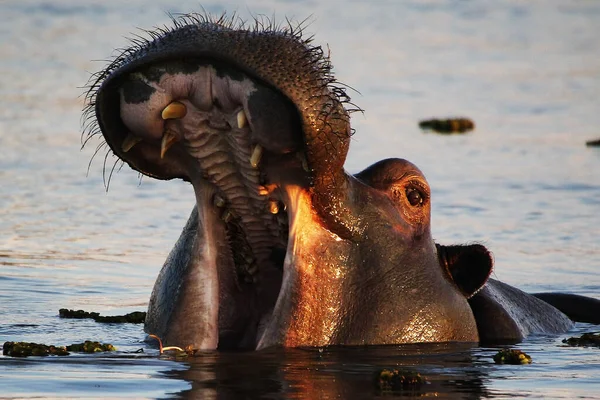 Hipopotam Hipopotam Amfibia Dorosły Szeroko Otwartymi Ustami Wyświetlacz Zagrożeń Rzeka — Zdjęcie stockowe