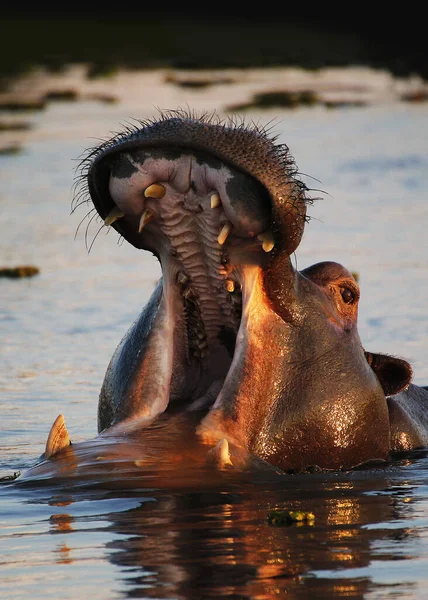 Hippopotamus Hippopotamus Amphibius Adult Mouth Wide Open Threat Display Khwai — стокове фото