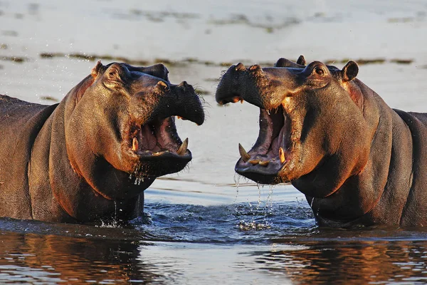 Hippopotamus Hipopotam Amfibi Ağzı Açık Yetişkin Tehdit Ekranı Khwai Nehri — Stok fotoğraf