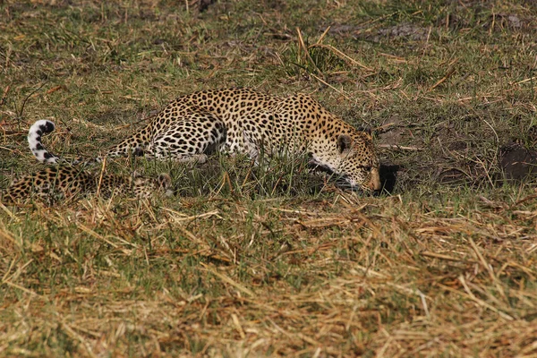 Leopárd Panthera Pardus Anya Kölyökkel Víznyelőnél Moremi Reserve Okavango Delta — Stock Fotó