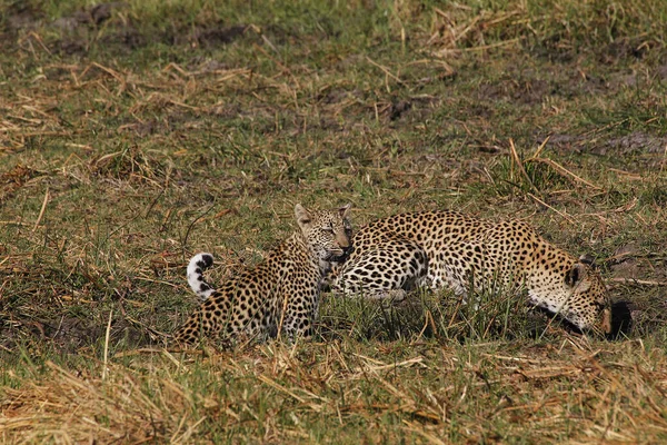 Leopard Panthera Pardus Mother Cub Waterhole Moremi Reserve Okavango Delta — Stock Photo, Image
