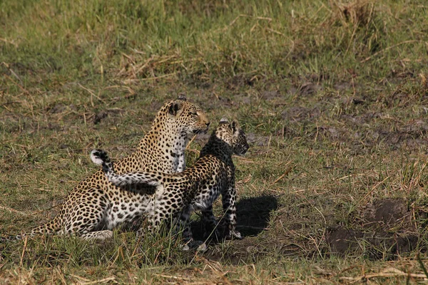 Leopardo Pantera Pardus Madre Cachorro Reserva Moremi Delta Del Okavango —  Fotos de Stock