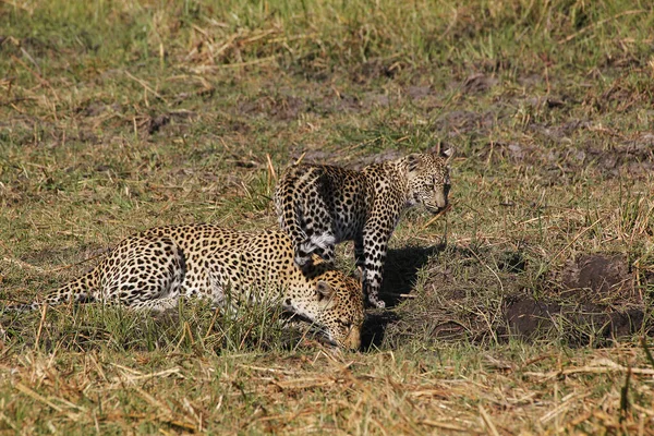 Leopárd Panthera Pardus Anya Kölyökkel Víznyelőnél Moremi Reserve Okavango Delta — Stock Fotó