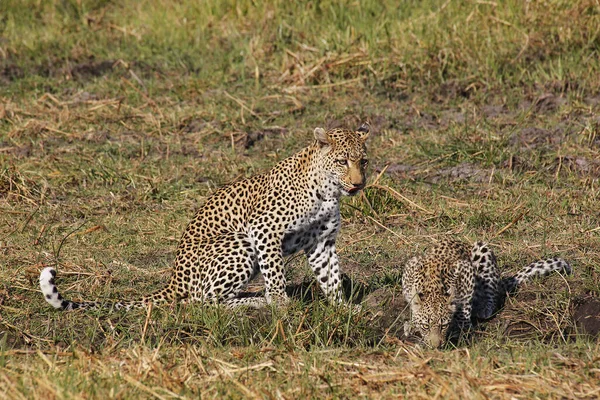 Leopardo Pantera Pardus Madre Con Cachorro Abrevadero Reserva Moremi Delta — Foto de Stock
