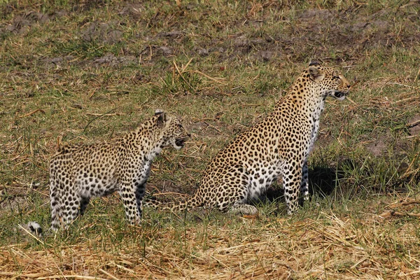 Leopardo Pântera Pardus Mãe Filhote Reserva Moremi Delta Okavango Botsuana — Fotografia de Stock