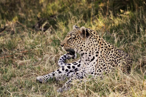 Leopard Panthera Pardus Snášení Dospělých Moremi Reserve Okavango Delta Botswaně — Stock fotografie