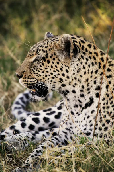 Leopardo Pantera Pardus Puesta Adultos Reserva Moremi Delta Del Okavango — Foto de Stock