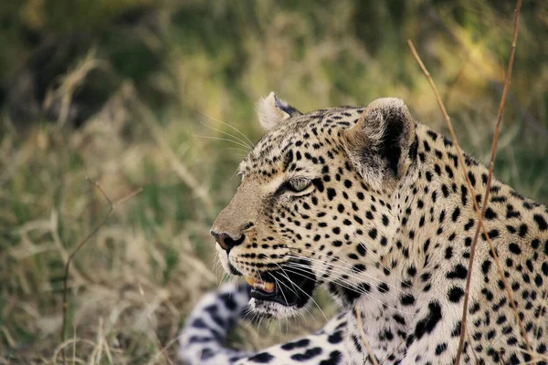 Leopardo Pantera Pardus Retrato Adulto Reserva Moremi Delta Del Okavango — Foto de Stock