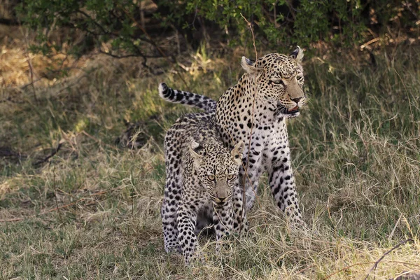 Léopard Panthera Pardus Mère Petit Réserve Moremi Delta Okavango Botswana — Photo