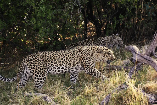 Leopardo Pantera Pardus Madre Cachorro Reserva Moremi Delta Del Okavango — Foto de Stock