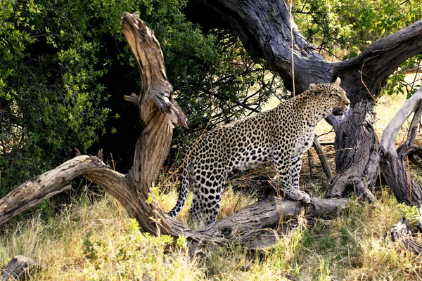 Leopard Panthera Pardus Adult Dead Tree Moremi Reserve Okavango Delta — стоковое фото