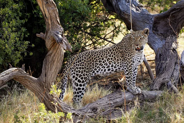 Leopard Panthera Pardus Adult Dead Tree Moremi Reserve Okavango Delta — 스톡 사진