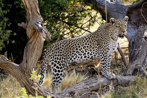 Леопард Panthera Pardus Adulton Dead Tree Moremi Reserve Okavango Delta — стоковое фото